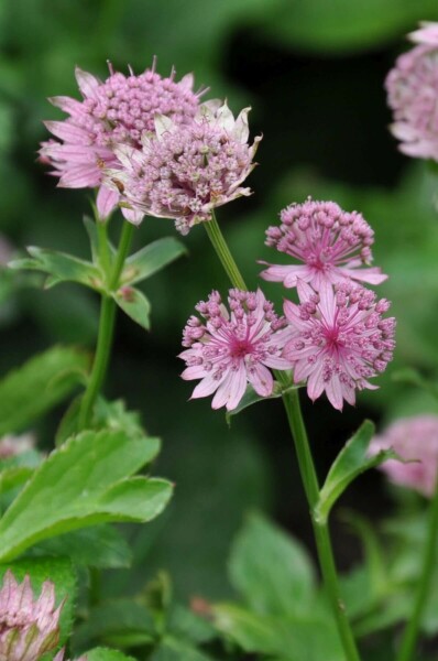 Astrantia major 'Pink Pride'