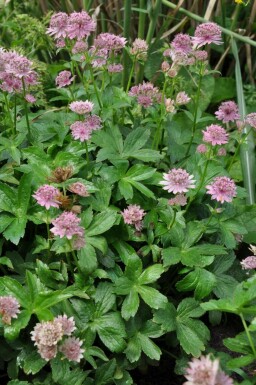 Astrantia major 'Pink Pride'