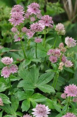 Astrantia major 'Pink Pride'