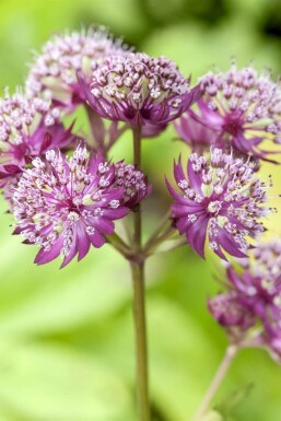 Astrantia major 'Primadonna'