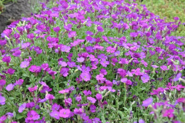 Aubrieta 'Cascade Purple'