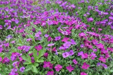 Aubrieta 'Cascade Purple'