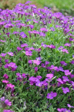 Aubrieta 'Cascade Purple'