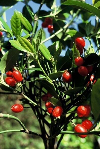 Aucuba japonica 'Rozannie'