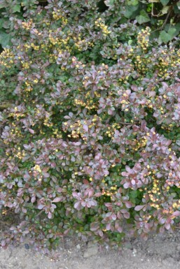 Berberis thunbergii 'Atropurpurea Nana' Häckberberis buske 30-40 i kruka C3