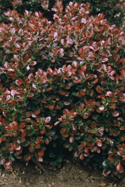 Berberis thunbergii 'Bagatelle'