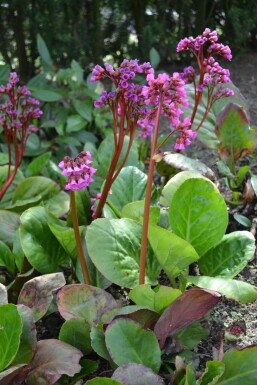 Bergenia cordifolia Hjärtbergenia 5-10 i kruka P9