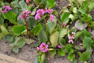 Bergenia cordifolia Hjärtbergenia 5-10 i kruka P9