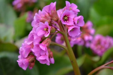 Bergenia cordifolia Hjärtbergenia 5-10 i kruka P9