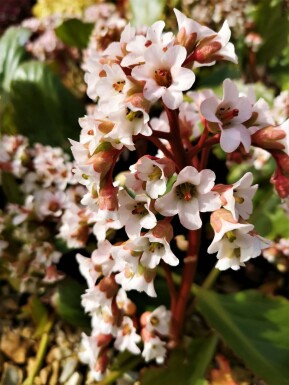 Bergenia cordifolia 'Bressingham White' Hjärtbergenia 5-10 i kruka P9