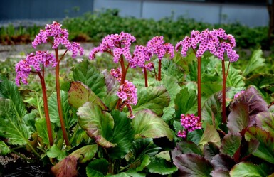 Bergenia cordifolia 'Rotblum'