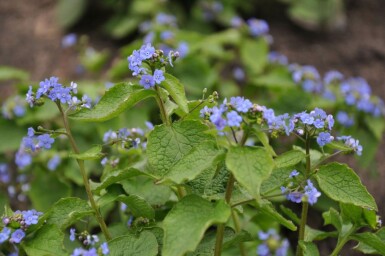 Brunnera macrophylla