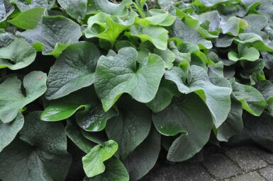 Brunnera macrophylla