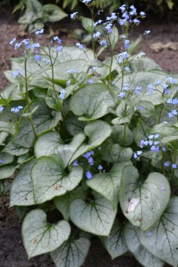 Brunnera macrophylla 'Jack Frost' Kaukasisk förgätmigej 5-10 i kruka P9