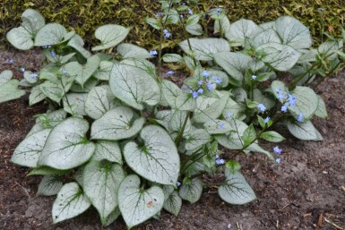 Brunnera macrophylla 'Jack Frost' Kaukasisk förgätmigej 5-10 i kruka P9