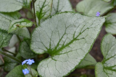 Brunnera macrophylla 'Jack Frost' Kaukasisk förgätmigej 5-10 i kruka P9