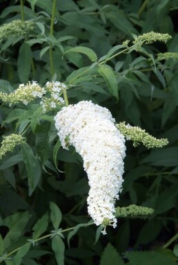 Buddleja davidii 'White Profusion'