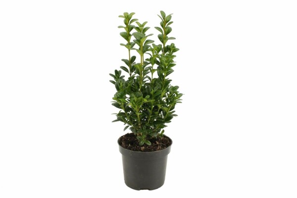 Buxus sempervirens