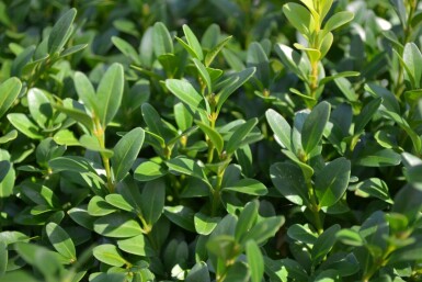 Buxus sempervirens