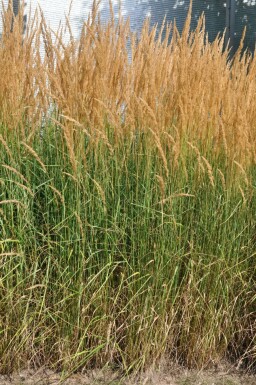 Calamagrostis × acutiflora 'Karl Foerster' Tuvrör 5-10 i kruka P9