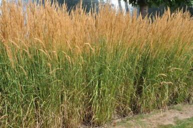 Calamagrostis × acutiflora 'Karl Foerster' Tuvrör 5-10 i kruka P9