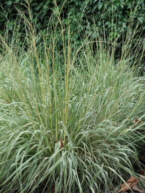 Calamagrostis × acutiflora 'Overdam'