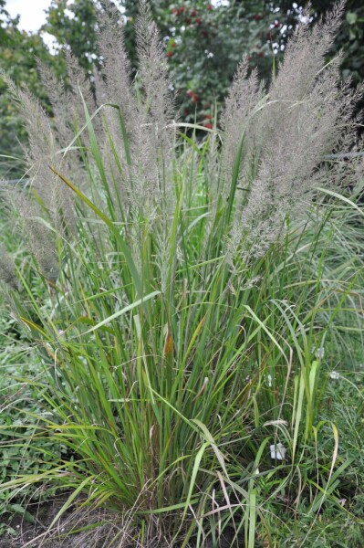 Calamagrostis brachytricha