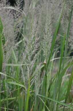 Calamagrostis brachytricha Diamantrör 5-10 i kruka P9