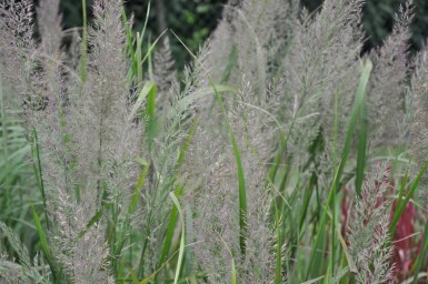 Calamagrostis brachytricha