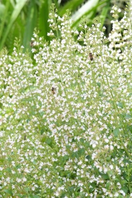 Clinopodium nepeta subsp. nepeta