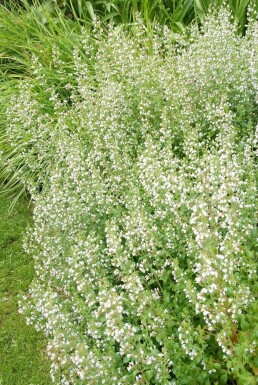 Clinopodium nepeta subsp. nepeta