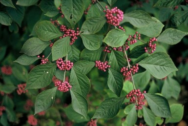 Callicarpa bodinieri 'Profusion' Glasbär buske 30-40 i kruka C2