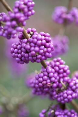 Callicarpa bodinieri 'Profusion' Glasbär buske 30-40 i kruka C2