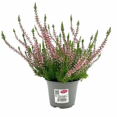 Calluna vulgaris 'Pink Angie'