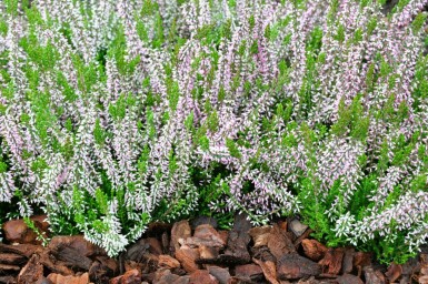 Calluna vulgaris 'Pink Angie'