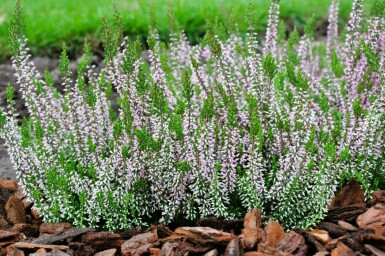 Calluna vulgaris 'Pink Angie'