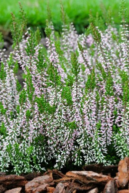 Calluna vulgaris 'Pink Angie'