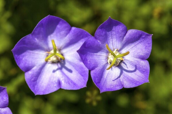 Campanula carpatica