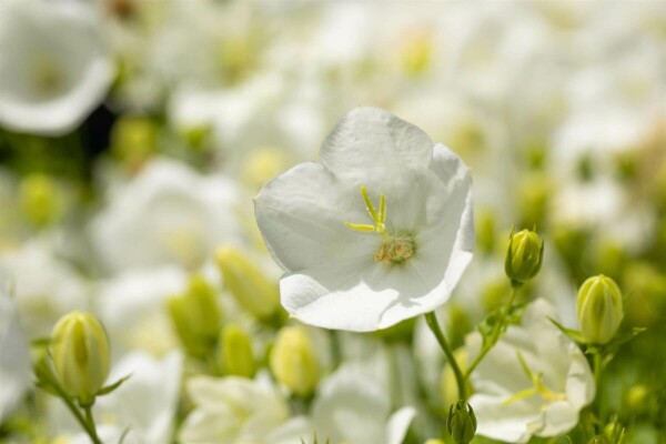 Campanula carpatica 'Alba'