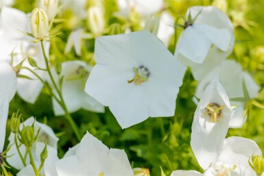 Campanula carpatica 'Alba'