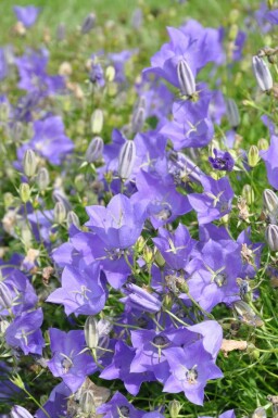 Campanula carpatica 'Blaue Clips'