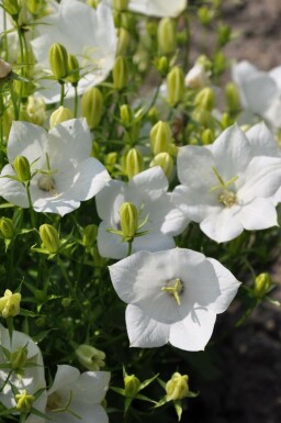 Campanula carpatica 'Weisse Clips'