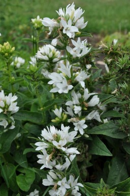 Campanula glomerata 'Alba'