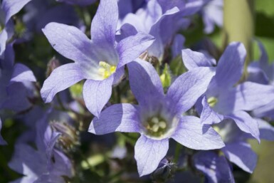 Campanula lactiflora 'Prichard's Variety'