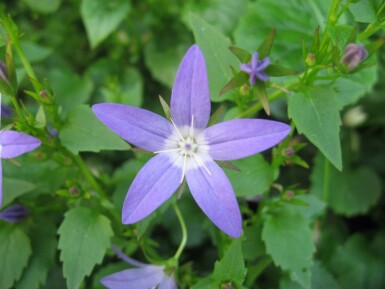 Campanula portenschlagiana