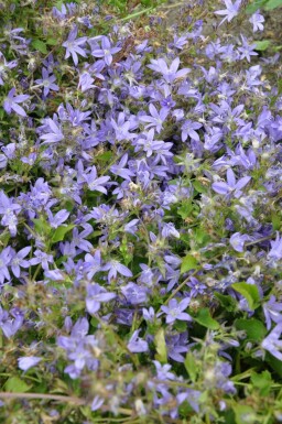 Campanula poscharskyana