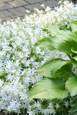 Campanula poscharskyana 'E.H. Frost'