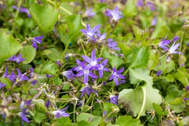 Campanula poscharskyana 'Stella'