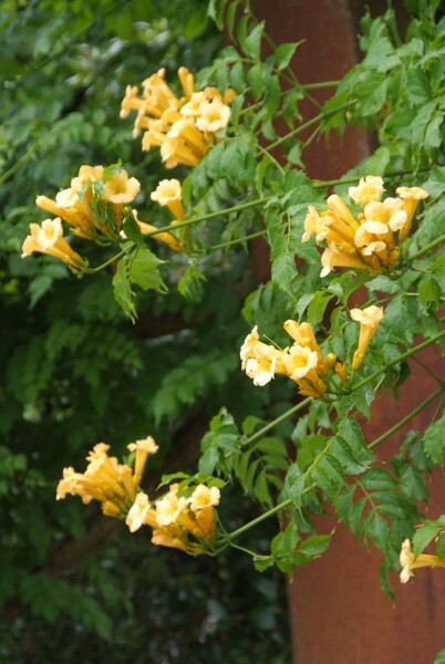 Campsis radicans 'Flava'