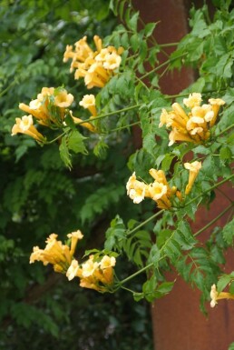 Campsis radicans 'Flava' Trumpetranka buske 60-80 i kruka C2